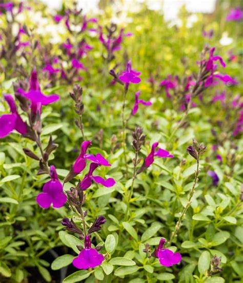 Salvia Mirage Deep Purple 6 Pot Hello Hello Plants