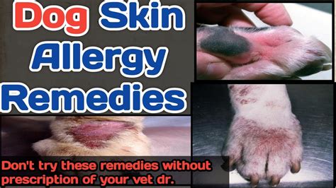 Dog Skin Allergy Home Remedies Good Results By The Pet Vision