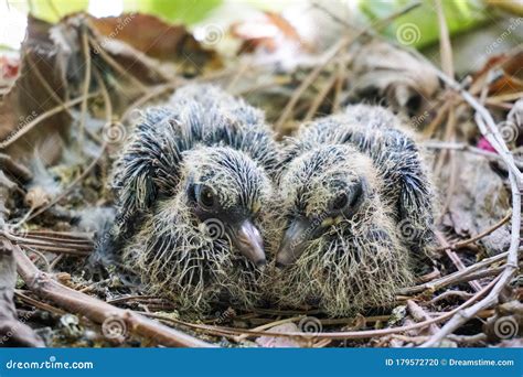 Newborn Baby Doves In The Nest Stock Photo Image Of Safe Feed 179572720