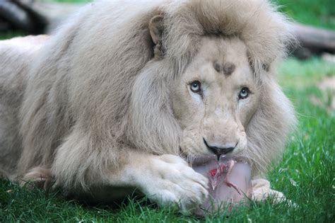 Rare White Lion Could Be Auctioned Off For Trophy Hunt Sanctuary Fears