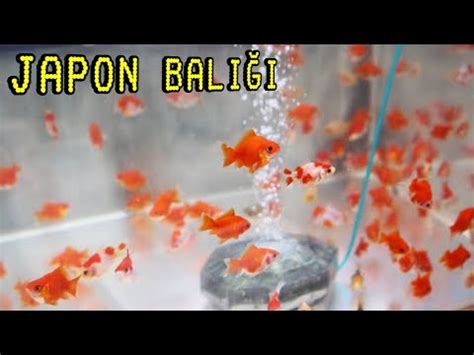 Japon balığı nasıl beslenir?japon balığı kaç derecede yaşar?(Japon