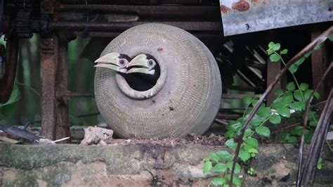 15 ยานยนต์ แปลงร่างได้ ทรานส์ฟอร์มเมอร์ส ในชีวิตจริง Okyoulikes นก