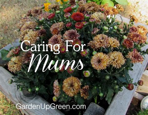 Garden Up Green Startle Garden And Quail Caring For Mums Fall