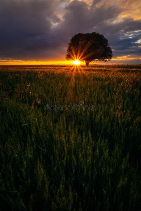 Backlit Oak Tree In A Wheat Grain Field At Sunrise Sunset Stock Image