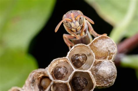 Premium Photo Super Macro Wasp And Larvals In Wasp Nest
