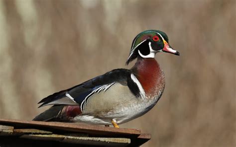 The Conservation Of The Wood Duck The Gamekeepers Of Mossy Oak 2021