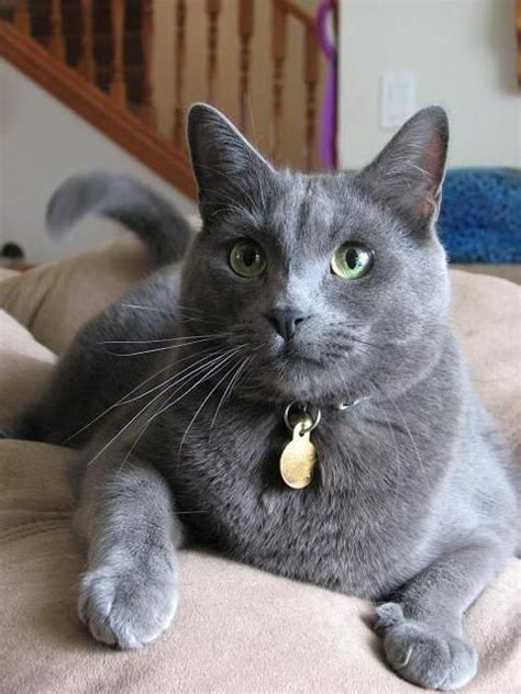 Cat Breeds Chartreux Pets Lovers