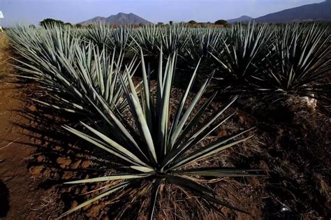 The Best Tequilas In The World According To The 2023 Ultimate Spirits