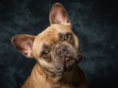 Ultimate Guide To French Bulldogs Barky Brilliant