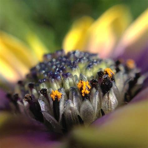 12 Tips For Better Macro Photography On Your Phone