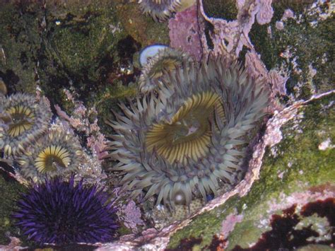 Sea Anemone Nature Beauty Sea Anemone Anemone