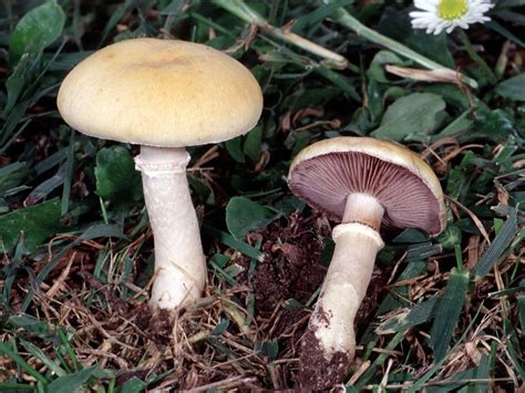 California Fungi Stropharia Coronilla