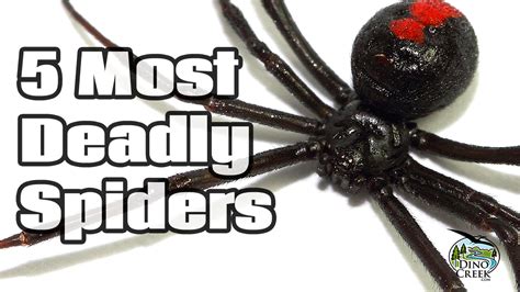 5 Deadliest Spiders Amazing Videos