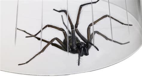 Spider Season Why Amorous Arachnids Are Invading Our Homes Bbc News