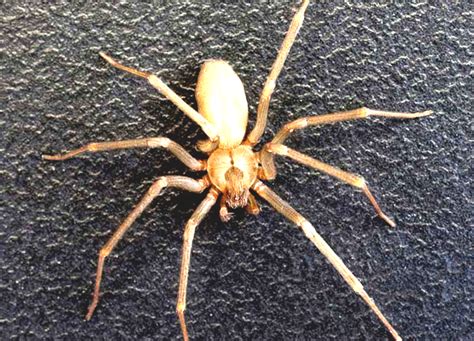 Brown Recluse Spider Spiders Native To Kansas
