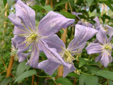 Clematis Vanessa Brushwood Nursery Clematis Specialists