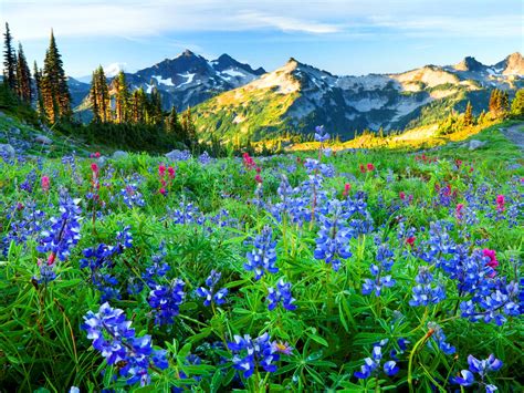 윈도우 포럼 배경 화면 Mountain Wildflowers