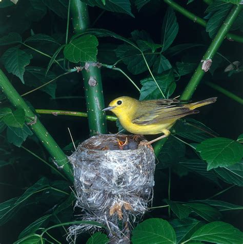 Yellow Warbler At Nest Photograph By G Ronald Austing Fine Art America