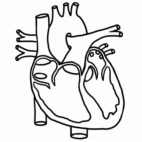 Printable Heart Anatomy Coloring Pages