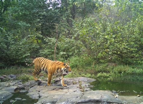 Tiger Census Begins In Bandipur National Park In Ktaka