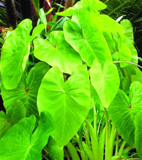 Slideshow 8 Tropical Plants Your Customers Will Love Greenhouse Grower