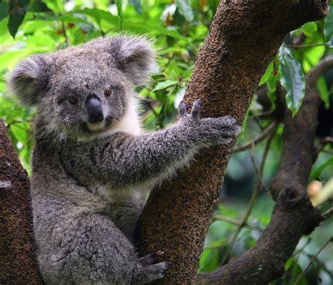 Koala Joey Taronga Zoo Lanni Hall Flickr