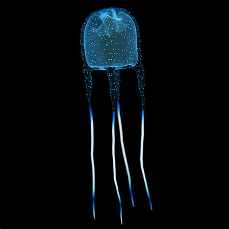 3d Box Jellyfish Cubozoa Turbosquid 1446434