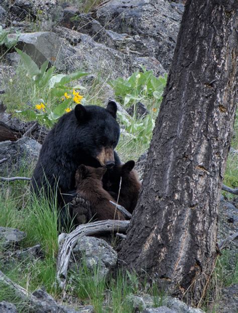 Jorn Vangoidtsenhoven Wildlife And Nature Photography Feeding Bear Cubs