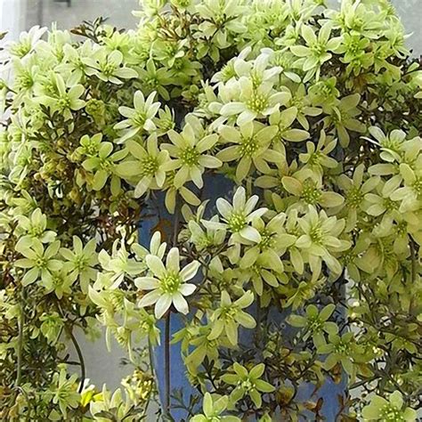 We did not find results for: egrow 100pcs clematis flower seeds perennial plant garden ...