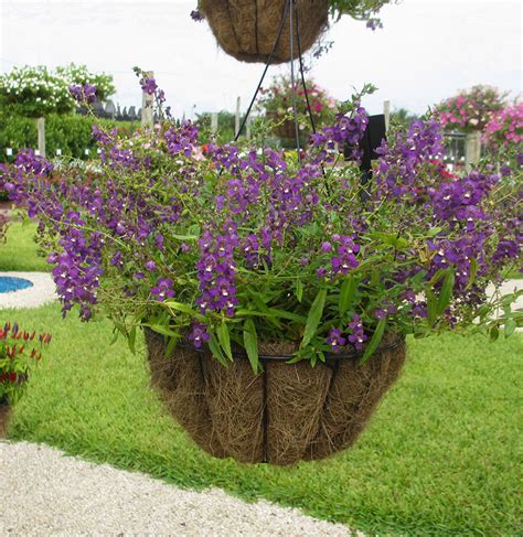 One important thing to know about annual plnats is that they flower at the ends of their new growth. Inspirez-vous Pour Best Plants For Hanging Baskets In Full ...