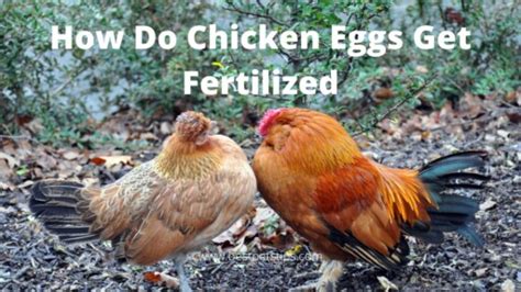 How Do Chicken Eggs Get Fertilized All You Need To Know