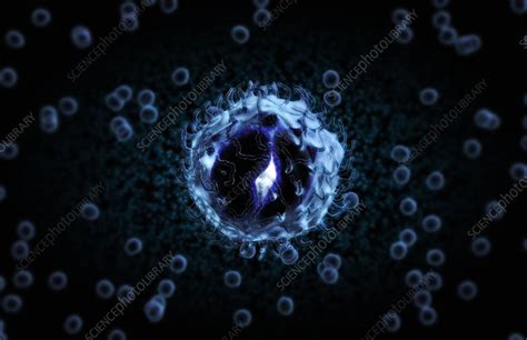 Magnified Conceptual Image Of A Monocyte Stock Image C0080363