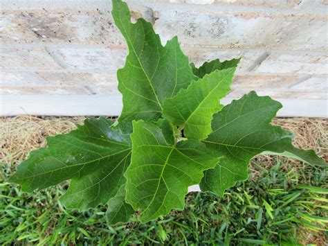It's common, affordable, not a big name, but it's seriously one of. FigBid - Online Auctions of Fig Trees, Fig Cuttings ...