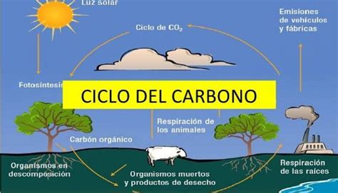 Ciclo Del Carbono Ciclo Del Carbono Ciclo Del Agua Clase De Biología