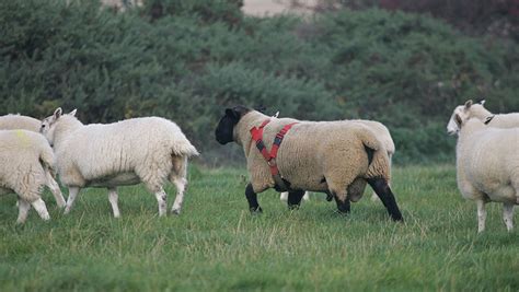 How To Make Best Use Of Teaser Tups To Tighten Lambing Farmers Weekly