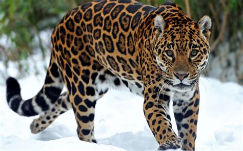 Jaguar Animal Wallpapers Top Free Jaguar Animal Backgrounds