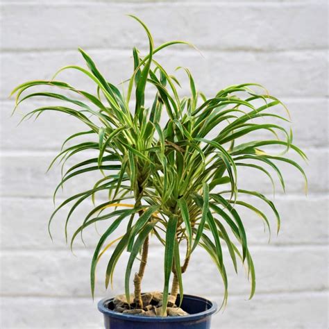 Drecina Green Thin Leaves Plant