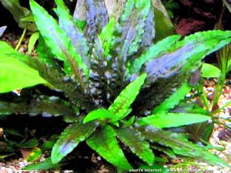 Grown under water, it reaches a maximum height of about 20 cm. Cryptocoryne wendtii var. Green : description, plantation ...