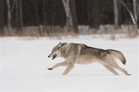 Grey Wolf Running In Snow Canis Lupus Minnesota Usa 19920363