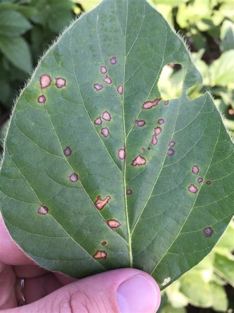 Ktic Radio Extension Corner Southern Rust And Frogeye Leaf Spot