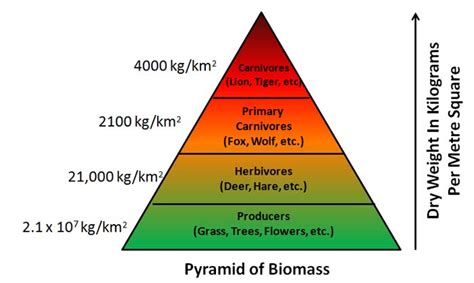 Ecological Pyramid Definition Number Biomass Energy Pyramids