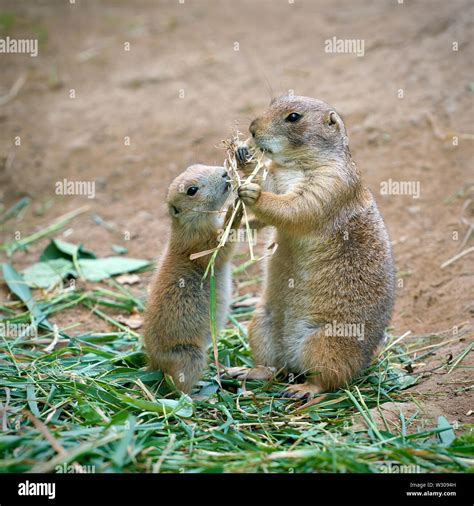 Young Prairie Dogs At Burrow Hi Res Stock Photography And Images Alamy