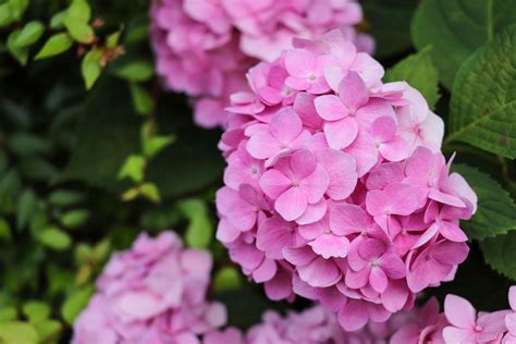 Late Summer And Fall Flowering Plants For Michigan Gardens