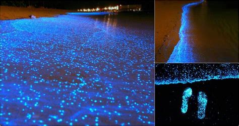 Bioluminescent Phytoplankton Fl Beaches Bioluminescent Phytoplankton