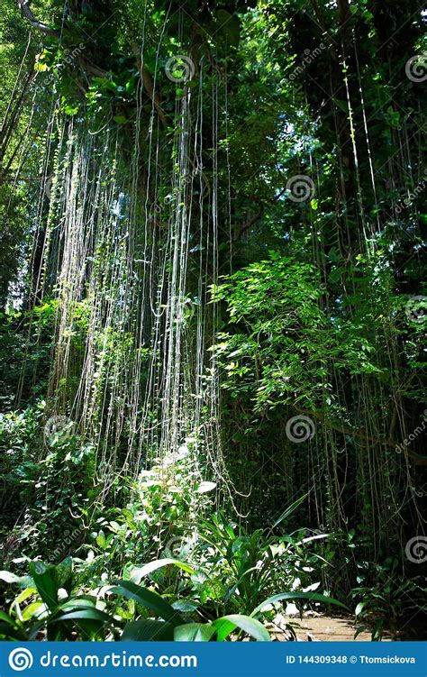 Twisted Wild Liana Messy Jungle Vines Plant With Lichen On Lush Foliage