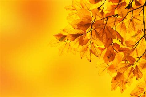 Autumn Leaves Yellow Background