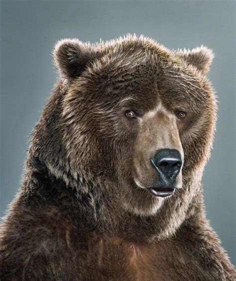 Portraits Of Bears By Jill Greenberg 32 Photos With Images Bear