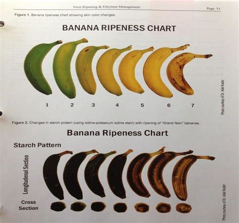 Banana Starch Index Chart 2 Banana Science Fair Ripeness