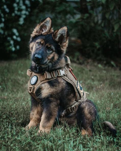 German Shepherd Dogs Military Working Dogs Military Dogs