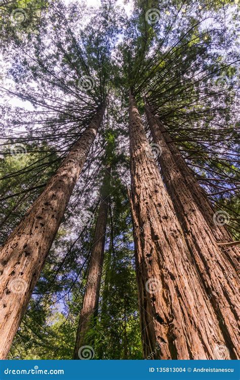 Tall Redwood Trees Sequoia Sempervirens California Stock Photo Image
